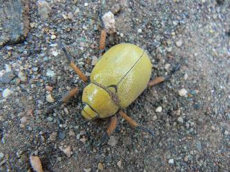 wgcbf-day1-6  yellow submarine beetle.jpg (404342 bytes)
